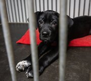 &bdquo;Pet Rescue Finland&ldquo; padeda rasti namus Suomijoje prieglaudų &scaron;unims i&scaron; Lietuvos