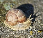 Sraigė