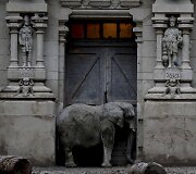 Prie&scaron; metus uždarytame Buenos Airės zoologijos sode dauguma gyvūnų vis dar narvuose