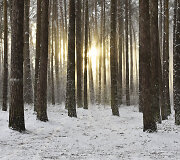 Snieguota Palanga