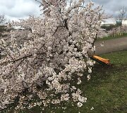 Sakurų parke &ndash; japonų turistų a&scaron;aros: Velykų rytą medžius čia i&scaron;vartė &scaron;iuk&scaron;liavežė