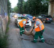 Naujojoje Vilnioje automobilis patrenkė stirną
