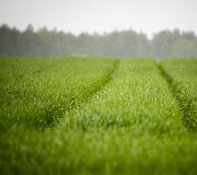 Lietus gaivina gamtą ir merkia praeivius