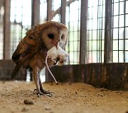 Prie savo namų egiptietis įkūrė zoologijos sodą