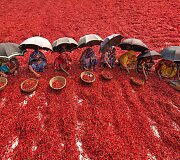 Džiovinamos aitriosios paprikos Banglade&scaron;e sukuria ypatingus peizažus