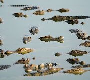 Krokodilų ferma Tailande