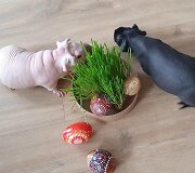 Vaciukas ir Velvetas džiaugiasi gimtadienio vai&scaron;ėmis