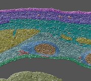 Besivystančios pelės embriono kūno sienelė, padidinta 100 kartų