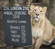 Kasmetinis gyvūnų sura&scaron;ymas Londono zoologijos sode