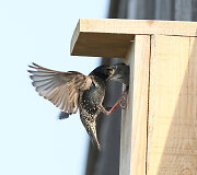 Varnėnas (Sturnus vulgaris)