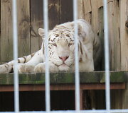Trakėnų zoologijos sode