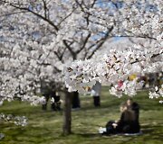 Sakuros