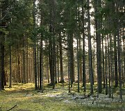 Algimanto apygardos partizanų kovos takais