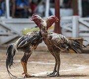 Gaidžių pe&scaron;tynės Madagaskare 