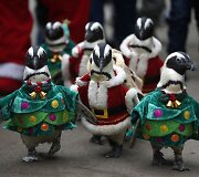 Kalėdų senelio kostiumais aprengti pingvinai 