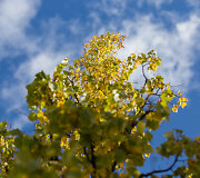 Permainingas Spalio oras Vilniuje