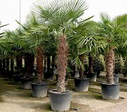Sandros ir Aido į Lietuvą atvežamos palmės