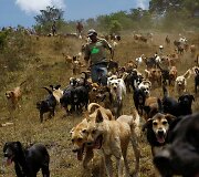 Benamių &scaron;unų rojus Kosta Rikoje &ndash; 750 &scaron;unys gyvena 152 hektarų plote, kur jais rūpinasi veterinarai ir savanoriai