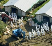 Japonijoje pauk&scaron;čių gripo protrūkis 