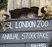 Kasmetinis gyvūnų sura&scaron;ymas Londono zoologijos sode