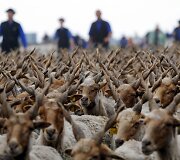 Renginys Vengrijoje žymintis ganymo sezono pradžią 
