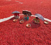 Džiovinamos aitriosios paprikos Banglade&scaron;e sukuria ypatingus peizažus