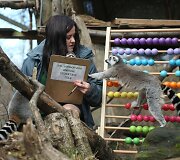 Kasmetinis gyvūnų sura&scaron;ymas Londono zoologijos sode