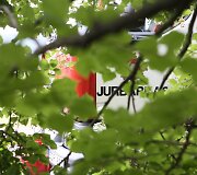 Gaisras Jurbarko rajone