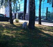 Keistuolis su ožka buvo įsitaisęs &scaron;tai čia