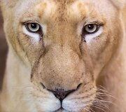 Baltojo liūto jaunikliai Prancūzijos zoologijos sode