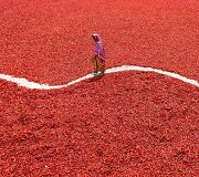 Džiovinamos aitriosios paprikos Banglade&scaron;e sukuria ypatingus peizažus