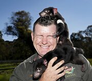 Sveiki Tasmanijos velniai paleidžiami į laisvę, kad padėtų atkurti nykstančią populiaciją.
