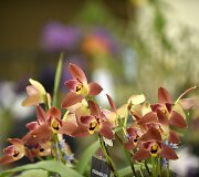 Orchidėjų paroda Gvatemaloje