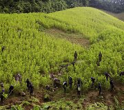 Kolumbijoje naikinama kokainmedžio plantacija