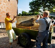 Į audringą jūrą pirmadienį paleisti ruoniukai.