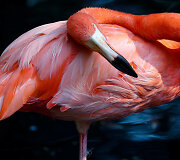 Flamingas Belgijos zoologijos sode