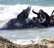 Australijoje gelbėjamas į krantą i&scaron;plaukęs banginis 