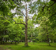 Kauno ąžuolyno parkas