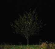Pasivaik&scaron;čiojimas heterotopija. Medis Nr. 6