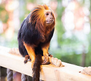 Akimirka i&scaron; &bdquo;Zoopark&ldquo; gimtadienio