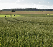 Kumpikų kryžius