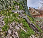 Ąžuolas Žadeikonių kapinėse