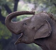 Buenos Airėse uždaromas zoologijos sodas