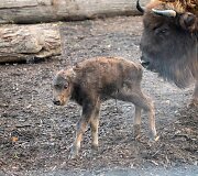 Lietuvos zoologijos sode gimė stumbriukas