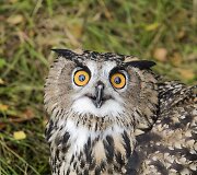 Į laisvę i&scaron; Lietuvos zoologijos sodo paleisti Didieji apuokai