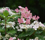&Scaron;luotelinė hortenzija (Hydrangea paniculata &bdquo;Early Sensation&ldquo;)
