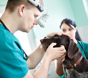 Gyvūnų ir žmonių organizmus gretinantis veterinaras V.Siaurys kuria naują kliniką