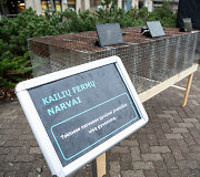&bdquo;Tu&scaron;ti narvai" organizuojama akcija &bdquo;Kalbėk už gyvūnus"