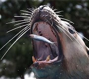&Scaron;eriamas jūrų liūtas Prancūzijos zoologijos sode