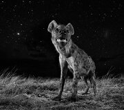 Will Burrard-Lucas, Didžioji Britanija, gamtos fotografijos kategorija &ndash; 1 vieta, serija &bdquo;Afrikos gyvūnija naktį&ldquo;